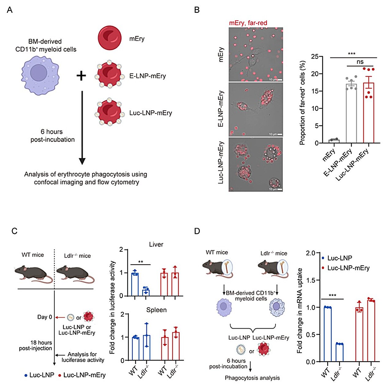 A Simple Approach Enhancing CAR T Cell Therapy with Natural RBCs to Treat Cancer