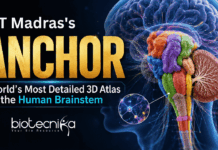 Explore ANCHOR, the groundbreaking 3D atlas of the human brainstem that reveals cellular structures in unprecedented detail.