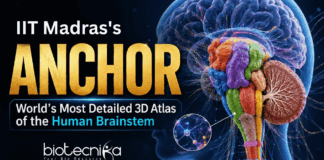 IIT Madras’s ANCHOR: World’s Most Detailed 3D Atlas of the Human Brainstem Explore ANCHOR, the groundbreaking 3D atlas of the human brainstem that reveals cellular structures in unprecedented detail.