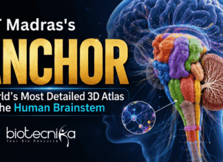 IIT Madras’s ANCHOR: World’s Most Detailed 3D Atlas of the Human Brainstem Explore ANCHOR, the groundbreaking 3D atlas of the human brainstem that reveals cellular structures in unprecedented detail.
