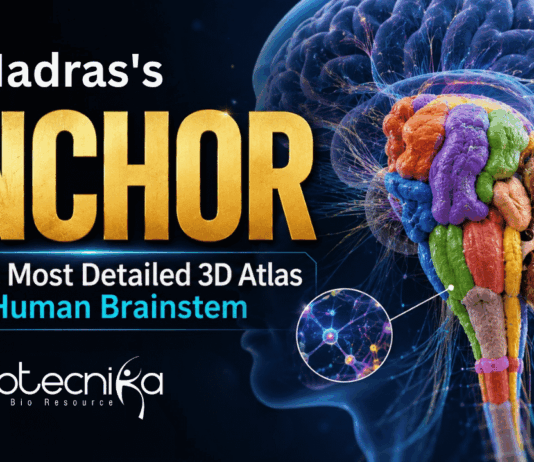 Explore ANCHOR, the groundbreaking 3D atlas of the human brainstem that reveals cellular structures in unprecedented detail.