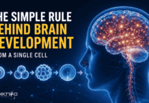 Scientists Find a Simple Biological Rule of Brain Development that Explains How a Single Cell Turns into the Brain with Billions of Cells.