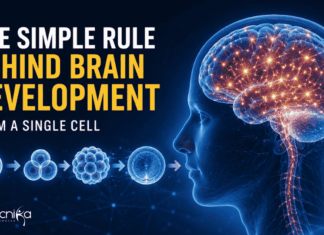 Scientists Discover a Simple Rule That Explains Brain Development from a Single Cell Scientists Find a Simple Biological Rule of Brain Development that Explains How a Single Cell Turns into the Brain with Billions of Cells.
