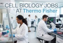 Thermo Fisher Cell Biology Jobs in Bangalore | Scientist Opening | Entry-Level Role Cell Biology Jobs at Thermo Fisher | Candidates Apply Now