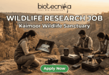 Wildlife Research Job 2026: Earn Up to ₹42,000/Month While Exploring Kaimoor Wildlife Sanctuary! Wildlife Research Job 2026 Earn Up to ₹42,000Month While Exploring Kaimoor Wildlife Sanctuary! Apply for a Research Job at Kaimoor Wildlife Sanctuary, Uttar Pradesh. Opportunities available for JRF, Project Associate, & more.