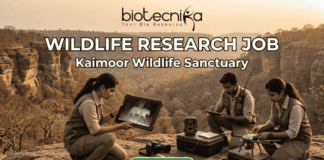 Wildlife Research Job 2026: Earn Up to ₹42,000/Month While Exploring Kaimoor Wildlife Sanctuary! Wildlife Research Job 2026 Earn Up to ₹42,000Month While Exploring Kaimoor Wildlife Sanctuary! Apply for a Research Job at Kaimoor Wildlife Sanctuary, Uttar Pradesh. Opportunities available for JRF, Project Associate, & more.