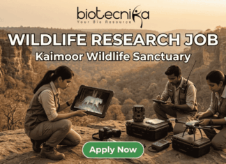 Wildlife Research Job 2026: Earn Up to ₹42,000/Month While Exploring Kaimoor Wildlife Sanctuary! Wildlife Research Job 2026 Earn Up to ₹42,000Month While Exploring Kaimoor Wildlife Sanctuary! Apply for a Research Job at Kaimoor Wildlife Sanctuary, Uttar Pradesh. Opportunities available for JRF, Project Associate, & more.