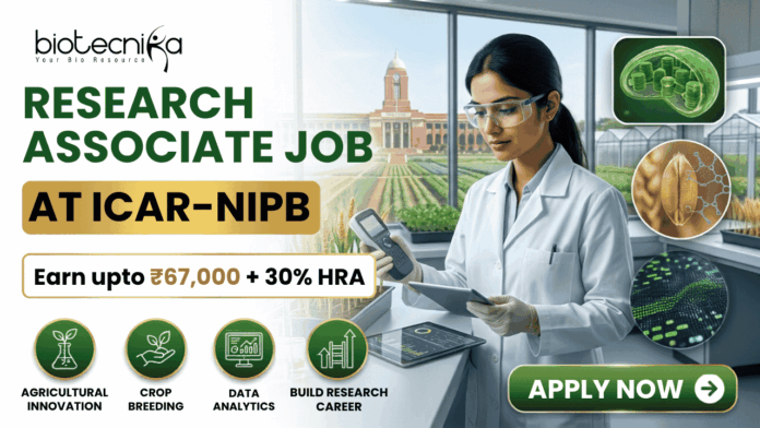₹67,000 Salary Research Associate Job at ICAR-NIPB ₹67,000 Salary Research Associate Job at ICAR-NIPB. A professional promotional banner for a "Research Associate Job at ICAR-IARI." The top left corner features the Biotecnika logo. On the left side, bold text reads "RESEARCH ASSOCIATE JOB AT ICAR-IARI", sitting above a highlighted white badge that reads "Earn upto ₹67,000 + 30% HRA". Below the salary badge, four green circular icons are labeled: "AGRICULTURAL INNOVATION", "CROP BREEDING", "DATA ANALYTICS", and "BUILD RESEARCH CAREER". On the right side, a female researcher in a white lab coat and gloves works with a digital tablet and handheld scientific device at a lab counter. Through the large window behind her, the historic brick building and fields of the ICAR-IARI campus are visible. The far right includes three floating circular graphics showcasing plant cell structures, a wheat grain molecular model, and digital gene mapping data. A prominent green "APPLY NOW" button with an arrow is located at the bottom right.