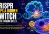New CRISPR Method Helps Scientists Control Protein Production in Cells CRISPR Flips a Hidden Switch Inside Human Cells