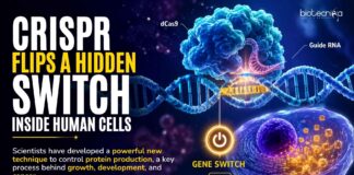 New CRISPR Method Helps Scientists Control Protein Production in Cells CRISPR Flips a Hidden Switch Inside Human Cells