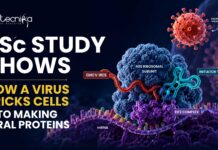 IISc Study Shows How a Virus Tricks Cells Into Making Viral Proteins