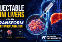 MIT Researchers Developed Injectable Mini Livers that Function Inside the Body, Offering a Potential New Approach to Liver Transplantation.