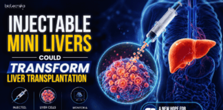 Injectable Mini Livers Could Transform Liver Transplantation MIT Researchers Developed Injectable Mini Livers that Function Inside the Body, Offering a Potential New Approach to Liver Transplantation.