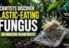 Scientists Discover Plastic-Eating Fungus in Amazon Rainforest Scientists have discovered a Plastic-Eating Fungus in the Amazon Rainforest that can digest Polyester Polyurethane & Survive Without Oxygen.