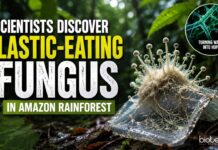 Scientists Discover Plastic-Eating Fungus in Amazon Rainforest Scientists have discovered a Plastic-Eating Fungus in the Amazon Rainforest that can digest Polyester Polyurethane & Survive Without Oxygen.