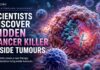 Scientists Find a Cancer Fighter Hiding Inside Tumours Scientists create a new therapy from bacteria living inside tumours