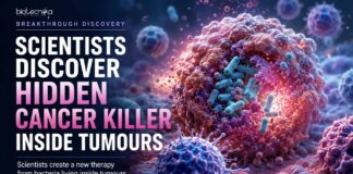 Scientists create a new therapy from bacteria living inside tumours