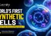 World’s First Synthetic Cells That Can Feed, Grow and Reproduce World’s First Synthetic Cells That Can Feed, Grow and Reproduce