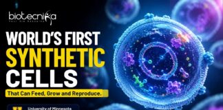 World’s First Synthetic Cells That Can Feed, Grow and Reproduce 