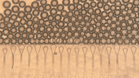 Injectable Mini Livers Could Transform Liver Transplantation